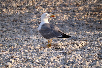 A seagull on a gravel beach