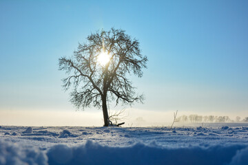 Sunrise behind a tree with lots of snow and blue sky