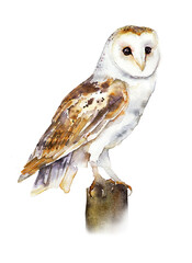  Watercolor image of an owl. The barn owl is white. Print for children's publications, postcards. - 449939165