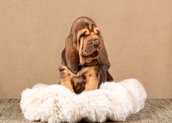 Cute brown bloodhound puppy sitting on a fur rug - obrazy, fototapety, plakaty