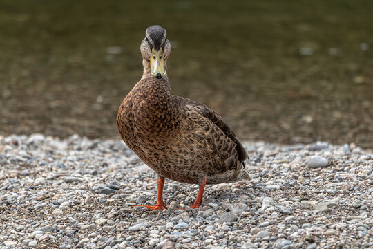 Wild duck next to a river on gravel - Powered by Adobe