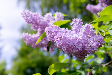Branches of beautiful blossoming lilac.On a sunny spring day, lilac bushes bloomed in the garden.Purple lilac bush