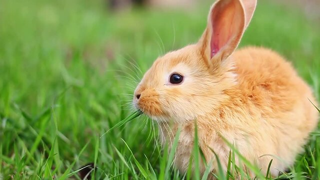 young fluffy cute ginger rabbit sits on green grass and eats it on a sunny spring day, slow motion. Easter bunny for Easter