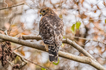 Cooper's hawk backside closeup
