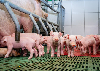 Schweinehaltung - niedliche Saugferkel in einer modernen Abferkelbucht bei der Muttersau.