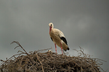 Stork standing on a nest with cloudy sky in the background on a rainy day. Scientific name ciconia ciconia.