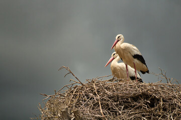 Pair of storks standing on a nest with a cloudy sky in the background on a rainy day. Scientific...