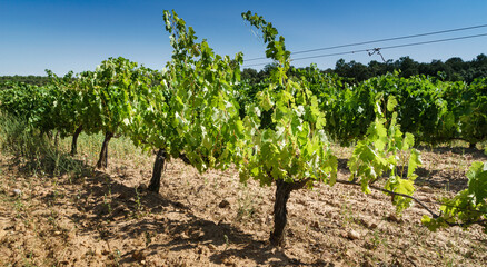 Close-up of a row of vineyards in the Ribera del Duero region of Castilla. - obrazy, fototapety, plakaty