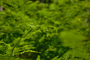 Liść paproci. Foglia di felce. Fern leaf.  © Grzegorz