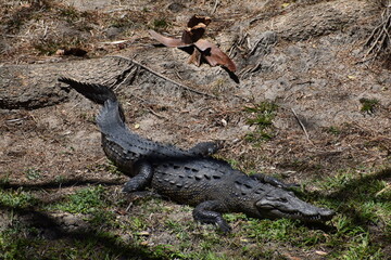 crocodile