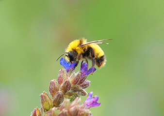 The great yellow bumblebee, Bombus distinguendus, feeding on blue bugloss or alkanet flowers