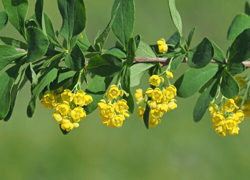 Yellow flowers of European barberry shrub, Berberis vulgaris