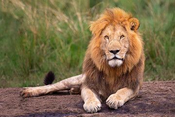 Lion looking in Maasai Mara, Kenya