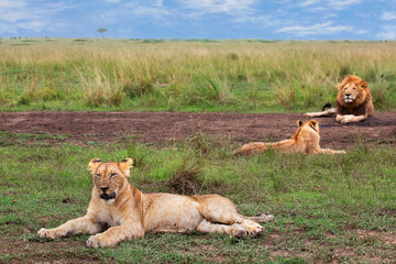Lions sitting and resting in Maasai Mara, Kenya
