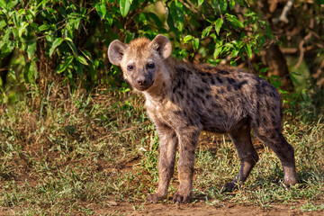 Spotted hyena in Maasai Mara, Kenya, Africa