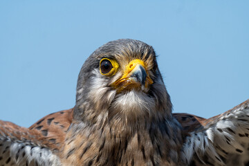 Common Kestrel