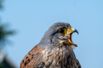 Common Kestrel