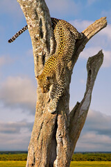 Leopard getting down the tree in Maasai Mara, Kenya