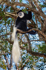 Black and white Colobus Monkey in Kenya, Africa