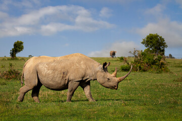 Naklejka na ściany i meble Rhino in Sweetwaters, Ol Pejeta, Kenya, Africa