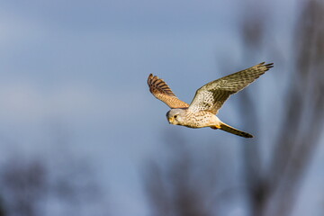 bird in flight