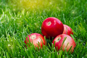 Red apples in the grass. Autumn mood. Organic and healthy food. Rustic style. Mouth-watering apples. Close up. Apples in my garden.