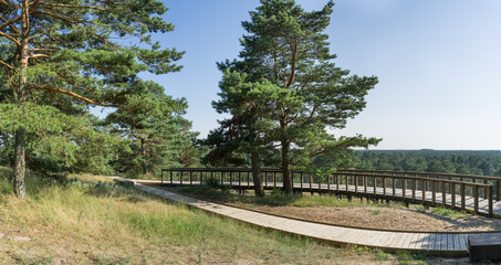 Fototapeta premium Wooden observation platform in Curonian Spit. Thin, curved sand-dune peninsula that separates the Curonian Lagoon from the Baltic Sea coast. Wooden duckboards. Warm summer day. Panoramic view.