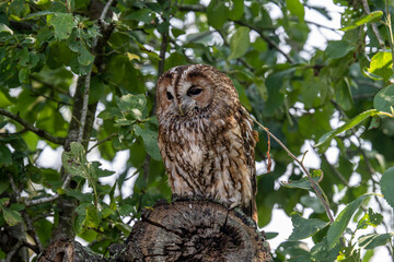 Sleeping Tawny Owl