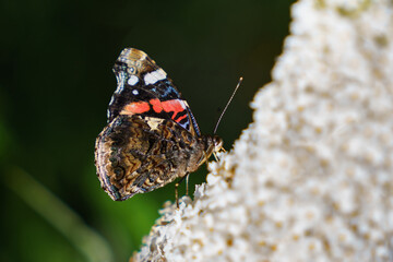 Red admiral butterfly sitting on the white flowers.