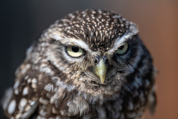 Portrait of a Little Owl