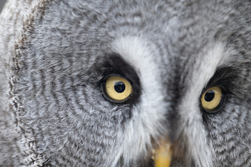 Great Grey Owl Portrait