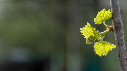 grapes on the background of the sun. green vine leaves close up