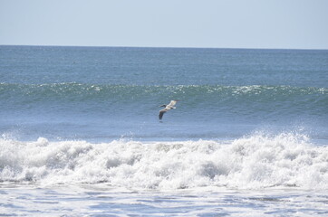 Fototapeta na wymiar pelican over the ocean 