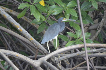 little blue heron 