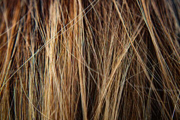 hair texture. hair close-up