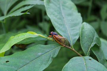 Cicada on a leaf 