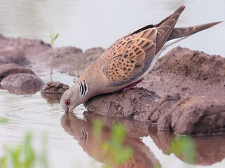 European turtle bird drinking water, Streptopelia turtur