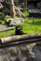 Snapshot from Zoo de Cologne of black bear in Cologne, Deutschland