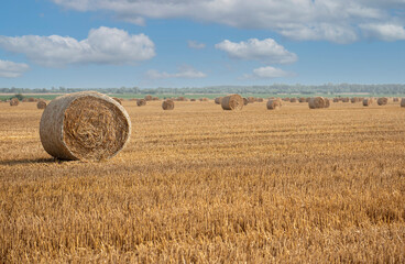 Fototapeta premium Harvested field with straw bales.