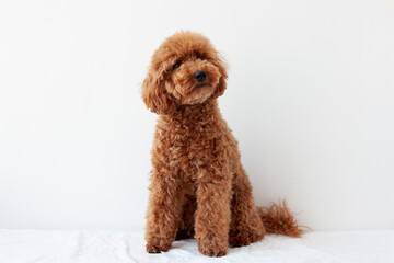 A miniature poodle of red brown color, trimmed in an Asian style, sits on a white background with...