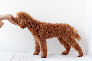 Miniature poodle red brown stands beautifully and takes food from his hand on a white background. The concept of dog training