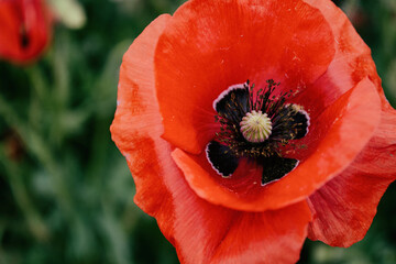 Beautiful poppy field. Wildflowers.