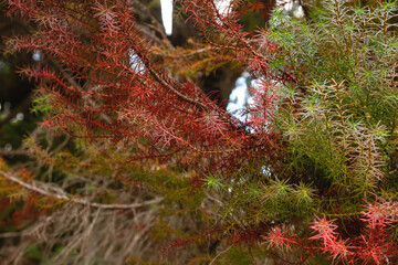 Japanese cedar red foliage