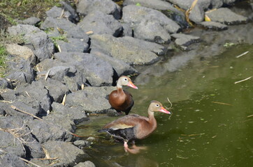 wood duck and duckling 