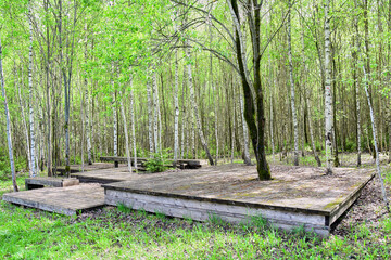 Wooden flooring for relaxing in the spring birch grove