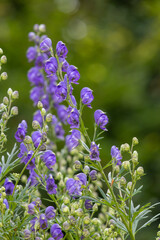 Monks hood (aconitum napellus) flowers in bloom