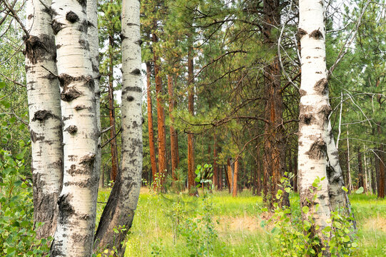 A forest of aspen and ponderosa pine  trees near Black Butte Ranch and Sisters in central Oregon