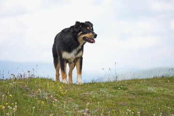 Ein schwarzer Hund mit weiße und braune Flecken auf den Beinen und Bauch steht auf einer wilde Wiese mit Gräsern und schaut zu seiner linke Seite. 