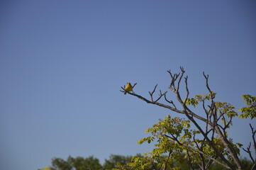 bird on a tree