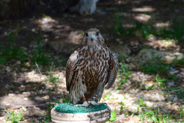 Handsome Falcon resting in the shade of trees